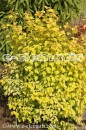 Spiraea ×vanhouttei 'Gold Fountain' - tawuła van Houtta