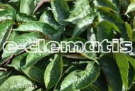 Parthenocissus  himalayana var.  rubrifolia - winobluszcz himalajski czerwonolistny