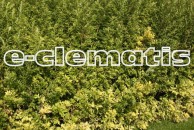 Artemisia vulgaris 'Oriental Limelight' - bylica pospolita