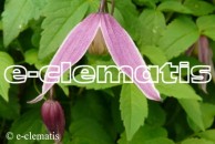 Clematis Columella