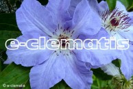 Clematis Laura
