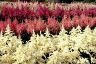 Astilbe × arendsii 'Showstar' -  tawułka Arendsa