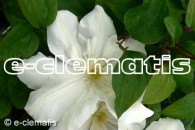 Clematis Marie Boisselot