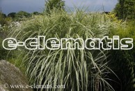 Miscanthus sinensis 'Variegatus' - miskant chiński