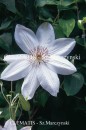 Clematis Henryi