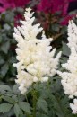 Astilbe × arendsii 'Astary White' - tawułka Arendsa