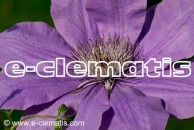Clematis Regina