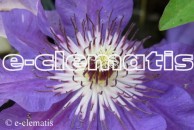 Clematis Dzieci Warszawy