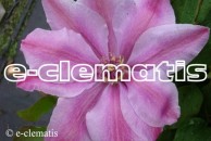 Clematis Malaya Garnet
