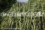 Miscanthus sinensis 'Cabaret' - miskant chiński