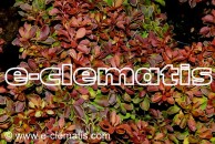 Berberis thunbergii 'Admiration' PBR - berberys Thunberga