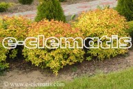 Spiraea japonica 'Goldflame' - tawuła japońska