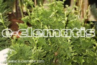 Thuja occidentalis 'Stolwijk' - żywotnik zachodni