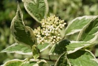 Cornus alba 'Sibirica Variegata' - dereń biały