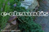 Juniperus horizontalis 'Wiltonii' - jałowiec płożący