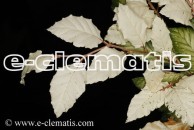 Fagus sylvatica 'Franken' - buk