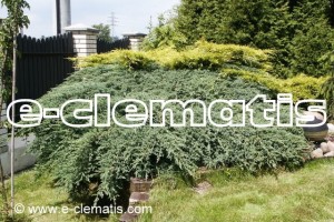 Juniperus squamata 'Blue Carpet' - jałowiec łuskowaty