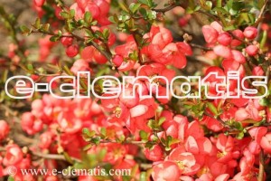 Chaenomeles ×superba 'Orange Trail' - pigwowiec wspaniały