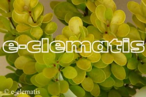 Berberis thunbergii 'Aurea' - berberys Thunberga
