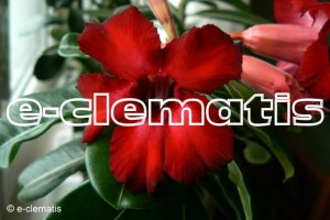 Adenium obesum - róża pustyni