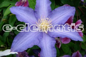 Clematis Anna German