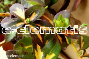 Euonymus fortunei 'Sunspot' - trzmielina Fortune'a