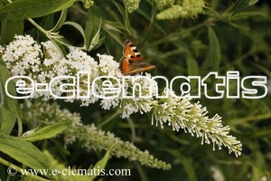 Buddleja davidii REVE DE PAPILLON WHITE 'Minpap 2' - budleja
