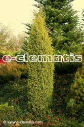 Juniperus communis 'Suecica Aurea' - jałowiec pospolity