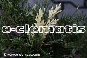 Juniperus sabina 'Variegata' - jałowiec sabiński