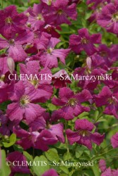 Clematis Abundance