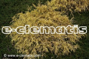 Chamaecyparis pisifera 'Sungold' - cyprysik
