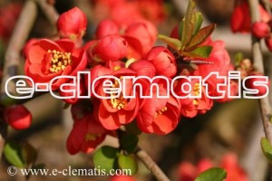 Chaenomeles ×superba 'Nicoline' - pigwowiec wspaniały