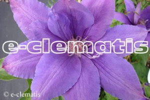 Clematis Gabriel Narutowicz