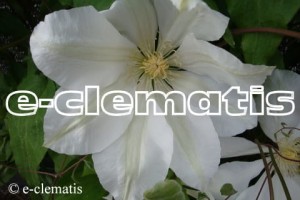 Clematis Izydor