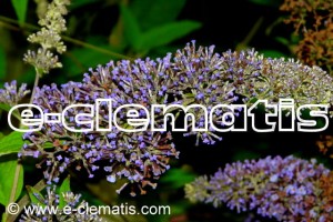 Buddleja davidii REVE DE PAPILLON 'Minpap' - budleja