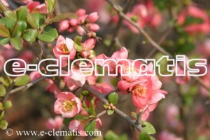 Chaenomeles ×superba 'Pink Lady' - pigwowiec wspaniały