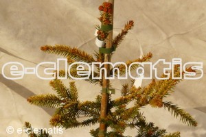 Picea abies 'Aurea' - świerk pospolity