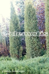 Juniperus communis 'Arnold' - jałowiec pospolity