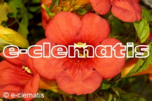 Campsis tagliabuana ‘Mme Galen’ - milin pośredni