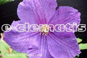 Clematis Victoria