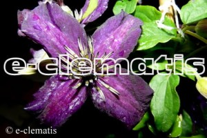 Clematis Dark Eyes