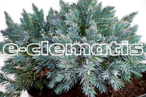 Juniperus squamata 'Blue Star' - jałowiec łuskowaty