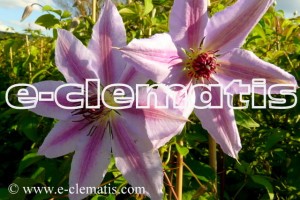 Clematis Girenas