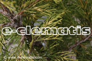Juniperus chinensis 'Kuriwao Gold' - jałowiec