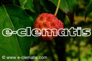 Cornus kousa var. chinensis - dereń kousa odmiana chińska