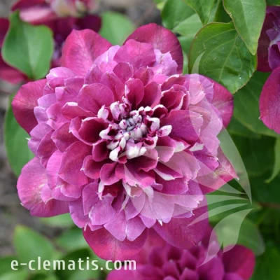 Clematis Hot Kisses PBR E CLEMATIS