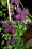 /environment/cache/images/300_250_productGfx_4bf16538871aadeda01799f25ca8ecc5.jpg