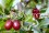 /environment/cache/images/300_250_productGfx_507eab12354d5ec3a1c7ce5d7d05d3ff.jpg