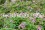 /environment/cache/images/300_250_productGfx_565b1e6edbf67f85fc8361201bd739a0.jpg