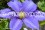 /environment/cache/images/300_250_productGfx_6f5da60d4769f7407f2274f9ce7b8b63.jpg